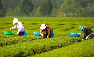 河南南阳检验检疫局积极促进茶叶出口