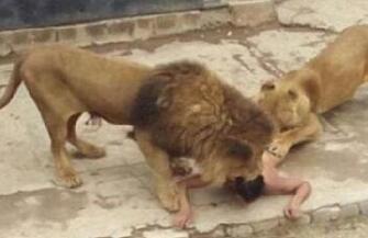 智利一男子动物园寻死 反害两头狮子送命
