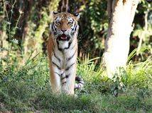 东北虎豹国家公园建设启动