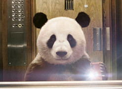 各大银行出招 助力学生留洋