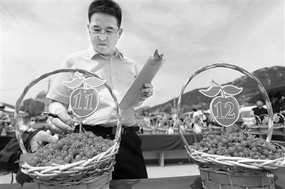 威海山里摆擂赛樱桃