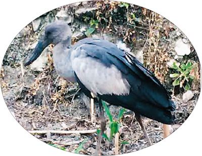 四川雅安发现濒危钳嘴鹳