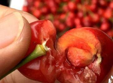 樱桃核有毒 5颗毒倒人说法过于夸张