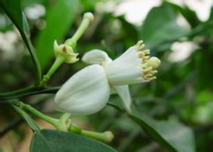 欧洲药典已有66种中药材进入