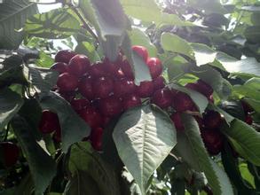 北京迎来樱桃采摘季 品种达百余