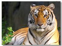 泰国志愿者突袭虎庙 只为拯救147只老虎