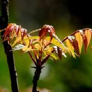 &ldquo;鹿泉香椿&rdquo;获地理标志证明商标