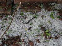 新疆铁门关部分棉区遭遇冰雹袭击