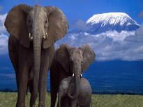 不幸大象遭偷猎者伤害避祸至酒店 万幸获救