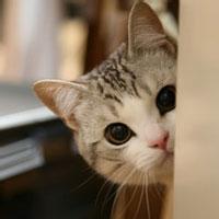 母女为领补助建动物集中营 囚禁80余只猫狗