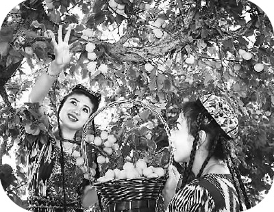吐鲁番万亩杏园果满枝头