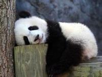 全球最年长大熊猫的“港式生活”