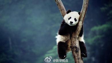 超1100只野生大熊猫划入大熊猫国家公园四川园区