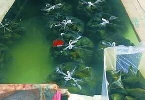 北京蔬菜大棚暗藏黑作坊 粽子泡在水泥池里