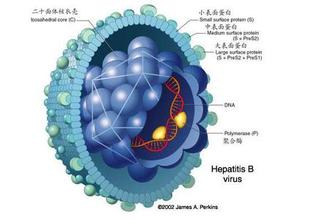 中国科学家发现新的抗乙肝病毒基因