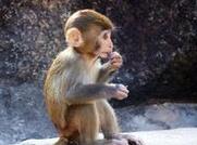 肯尼亚一只猴子爬进发电厂 致全国停电3小时