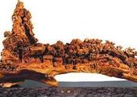 疯狂金丝楠木:几千万一根跌到2万一吨没人要