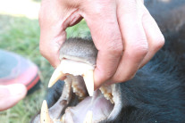 日本黑熊袭人致4人死亡 最后倒在猎人抢下