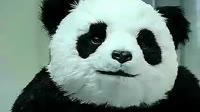 大熊猫&ldquo;好好&rdquo;在比利时卖萌 人气爆棚