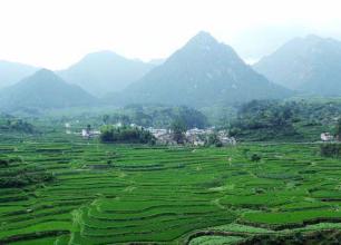 四川旺苍茶产业探索现代管理之路