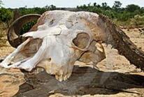 惊悚！多个寄往澳大利亚包裹中发现人头骨