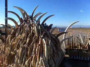 新加坡销毁7.9吨走私象牙及象牙制品