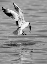 水环境生态流量保障拟入法