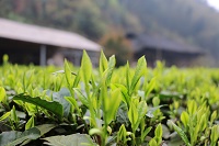 湖南常德精心焙制红茶&ldquo;武陵红&rdquo;