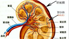 看小便能知道肾好不好 肾功能强是什么体验