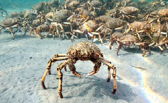 壮观！成千上万只蜘蛛蟹齐聚墨尔本海湾