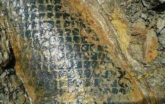 云南发现距今2.5亿年的鳞木化石