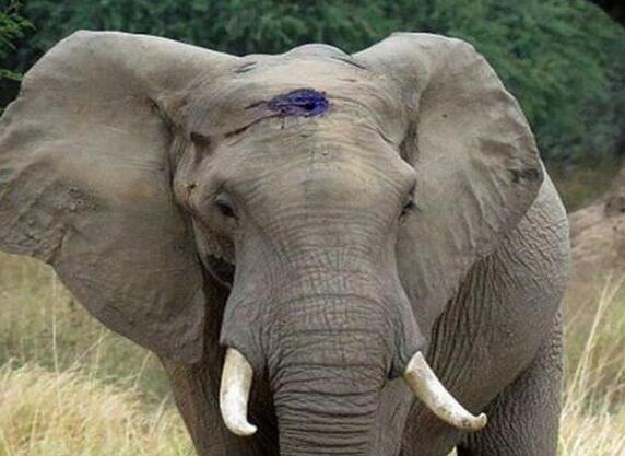 非洲野象遭盗猎者枪击头部 淡定拦车求助