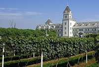 山东、新疆产区葡萄酒特点