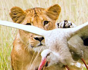 镜头下的震撼：母狮腾空捕食白鹤