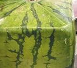 重庆超市现方形西瓜 标398元“天价”