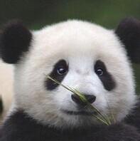 中央赠送澳门大熊猫“心心”产下双胞胎