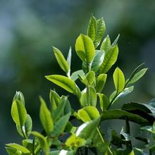 贵州习水返乡农民工“点亮”古茶树经济