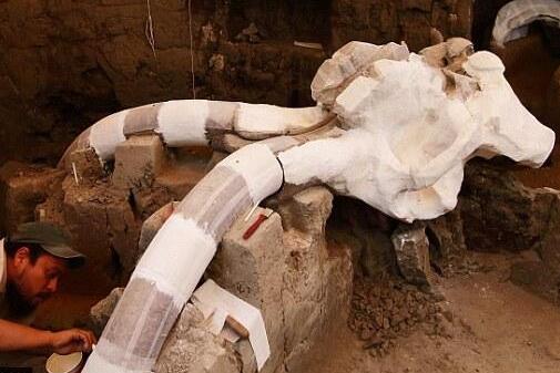 墨西哥公路下现猛犸象化石 距今约1万多年