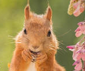 萌萌哒！松鼠劈叉觅食一幕