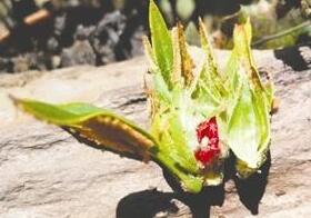 四川发现世界独有会东杜鹃 价值堪比大熊猫