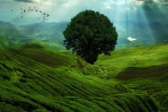 山东日照“南茶北引”50年 品牌价值已达11.87亿