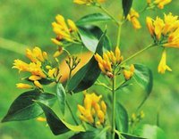 广东15工人断肠草泡酒中毒 断肠草到底是啥