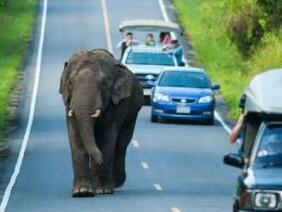 肯尼亚野象头部被长矛射中 主动向人类求助获救