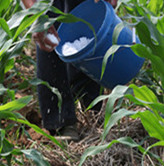 小暑高温 农民田间忙管理