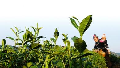 贵州：黔茶发展应走个性化特色发展之路