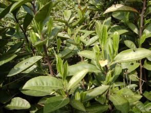 浙江平阳：优化发展理念 提高茶叶效益