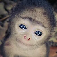 科学家利用基因编辑技术改造灵长类动物