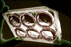 中国科学家取得干细胞研究重大突破