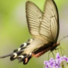 我国首次启用蝴蝶监测环境