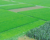 全国范围内划定&ldquo;永久性基本农田&rdquo; 年前完成